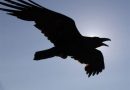 Vrány a havrani – zvířata s duchovním přesahem