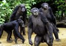 Šimpanzi provádějí bizarní rituál, možná je to projev spirituální víry