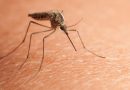 Proč někteří lidé „chutnají“ komárům a jiní ne