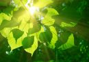Rostliny využívají při fotosyntéze kvantové jevy
