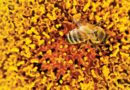 Včelí pyl je jedna z nejdokonalejších superpotravin