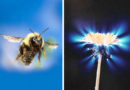 Bioenergie a čchi: včely na dálku cítí energetická pole květin a komunikují s nimi
