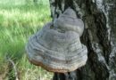 Agarikon (verpáník lékařský): houba, která léčí tuberkulózu, zabíjí viry, ničí chemické zbraně a odhání zlé duchy