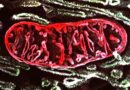 Co bychom měli vědět o mitochondriích 1.
