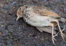 Proč padali z oblohy mrtví ptáci a jak to souvisí se současnou situací