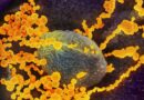 Tři vrstvy lidské imunity – protilátky jsou až ta poslední