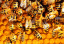 Co nám vzkazují včely o karmě a vzestupu