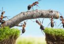 Co nám vzkazují mravenci o rovnováze, spolupráci a uzemnění
