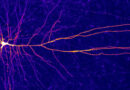 Nové poznatky: neurony jsou schopné neskutečných výpočetních operací, mozek jsme silně podceňovali