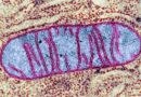 Životadárné mitochondrie nás mohou i postupně zničit, stačí dost silný stres