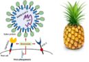 Může proti vedlejším účinkům „očkování“ proti covidu pomoci ananasový enzym?
