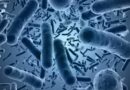 Bakterie jsou best: proč je zdravý mikrobiom klíčem k prevenci rakoviny