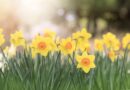 Poselství jara s sebou přináší krásu skrytou v pomíjivosti