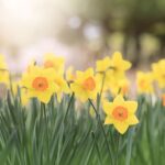 Poselství jara s sebou přináší krásu skrytou v pomíjivosti