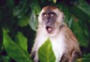 I opičím neštovicím předcházela „bezpečnostní simulace“, stejně jako covidu
