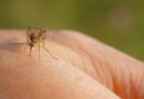 NWO hodlá očkovat pomocí komárů. Hmyz jako injekční stříkačky – testuje se očkování pomocí živých moskytů