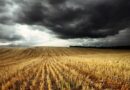 Odvrácená strana pšenice – projevuje tělo celiaků výjimečnou moudrost?