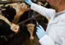 MRNA vakcíny pro zvířata – měli by se spotřebitelé bát?