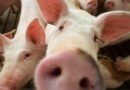Jak nám škodí maso z konvenčních chovů? Omezte ho už jen z etických důvodů