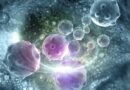 Nejen ivermektin – i další antiparazitika ničí nádorové buňky
