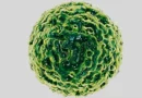 Měsíc v lidech aktivuje některé viry, jedním z nich je Norwalk/Norovirus, jak se mu bránit?