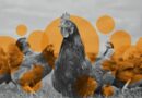 Pandemie ptačí chřipky by prý byla „stokrát horší než covid“