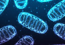 Mitochondrie jsou alchymisté, umějí transmutovat prvky