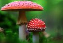 Mikrodávky muchomůrky červené jsou v Rusku oblíbený biohack