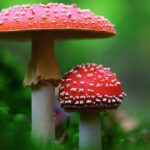 Mikrodávky muchomůrky červené jsou v Rusku oblíbený biohack