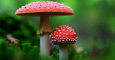 Mikrodávky muchomůrky červené jsou v Rusku oblíbený biohack