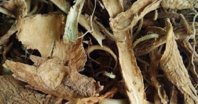 Mikrodávky ibogy zbavují závislostí, startují v těle proces samoléčení Mikrodávky ibogy zbavují závislostí, startují v těle proces samoléčení