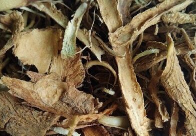 Mikrodávky ibogy zbavují závislostí, startují v těle proces samoléčení Mikrodávky ibogy zbavují závislostí, startují v těle proces samoléčení