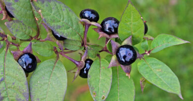 Experiment s jednou ze středoevropských „čarodějných bylin“: rulík
