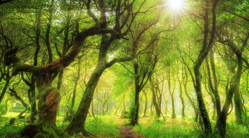 Jak duševně přežít ve světě plném temnoty? Díky kráse. Jak duševně přežít ve světě plném temnoty? Díky kráse.