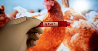 Američtí vědci si nedají pokoj a stále si hrají s virem ptačí chřipky