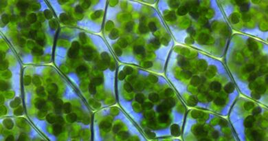 Můžeme se díky chlorofylu aspoň zčásti živit světlem? (2/2)