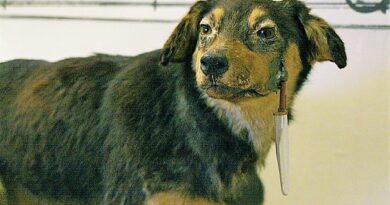 Naprogramovali nás jako psy, jak z toho ven?