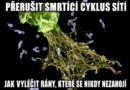 Chronická onemocnění: přerušit smrtící cyklus neutrofilních obranných sítí