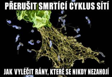 Chronická onemocnění: přerušit smrtící cyklus neutrofilních obranných sítí