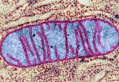 Technokratická elita vede válku s našimi mitochondriemi