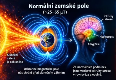 Mizející magnetické pole a mozky savců